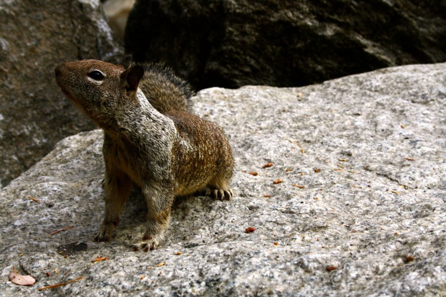 Yosemite Nationalpark