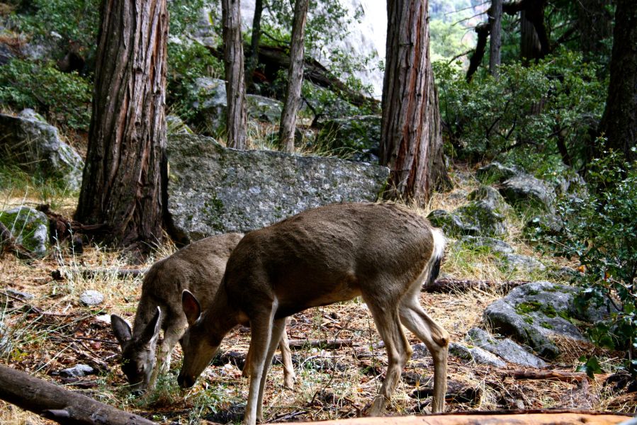 Yosemite Nationalpark