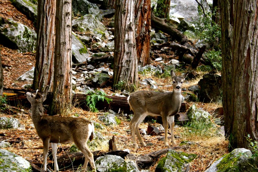 Yosemite Nationalpark