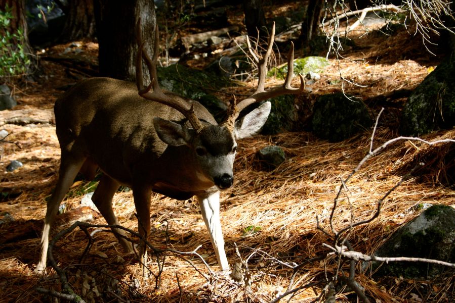 Yosemite Nationalpark