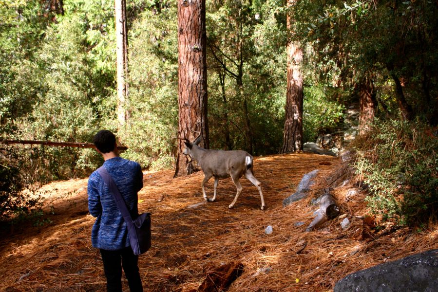 Yosemite Nationalpark